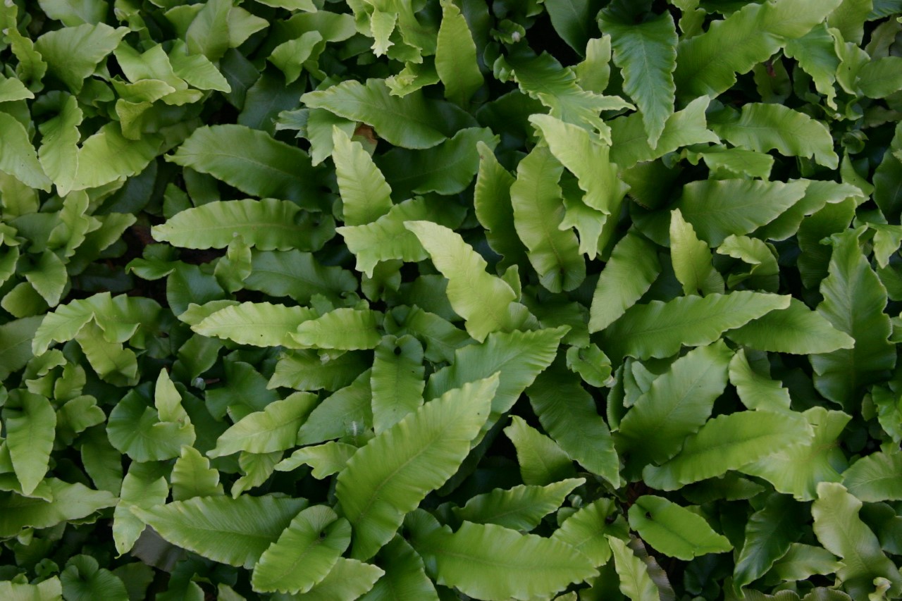 asplenium-scolopendrium