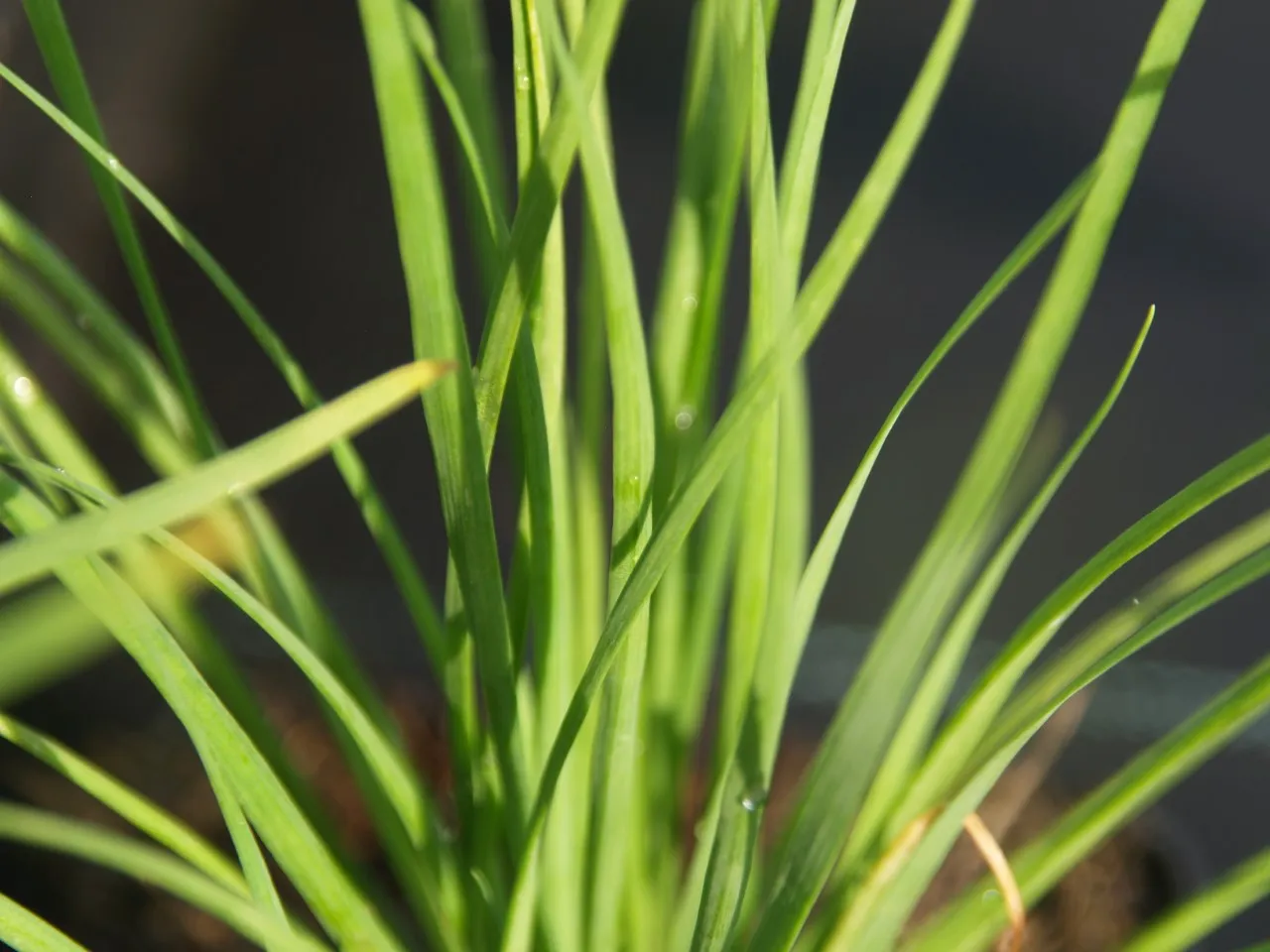 Allium ramosum