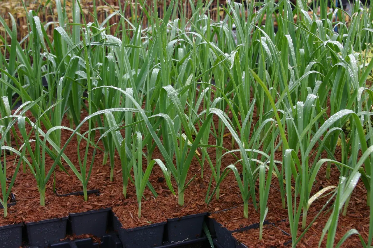 Allium ampeloprasum 'Holmense'