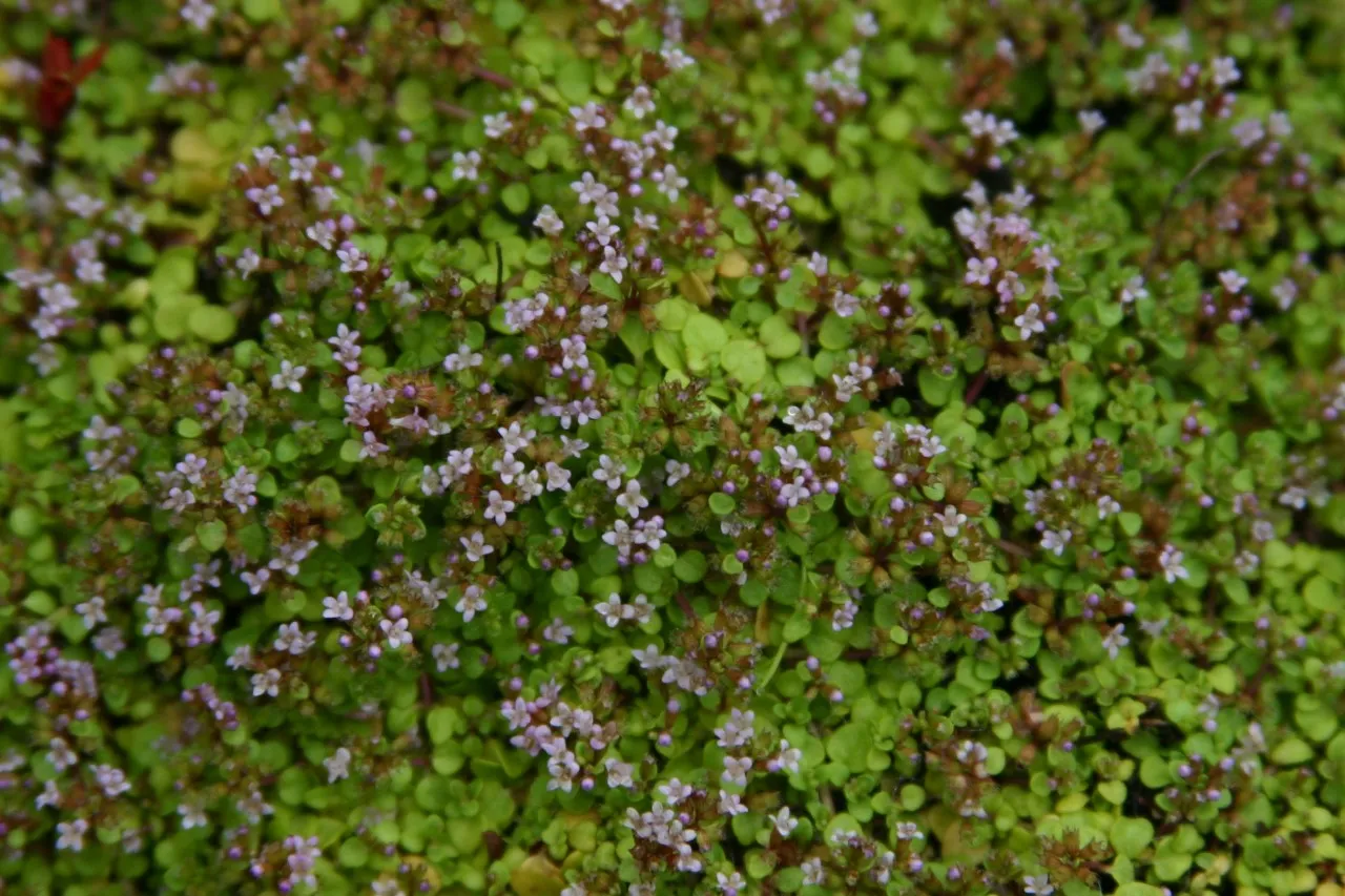 Mentha requienii