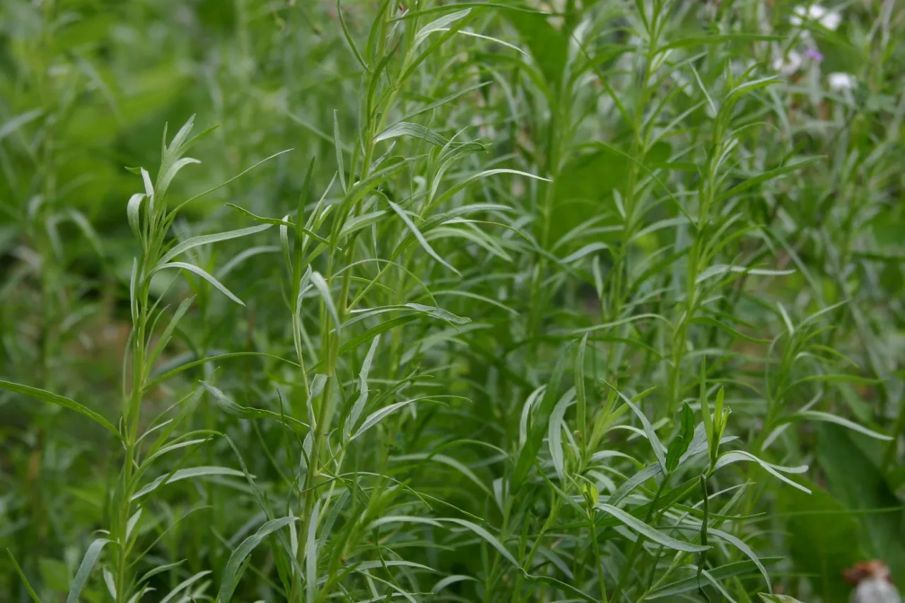 Artemisia drac. 'French Dragon'