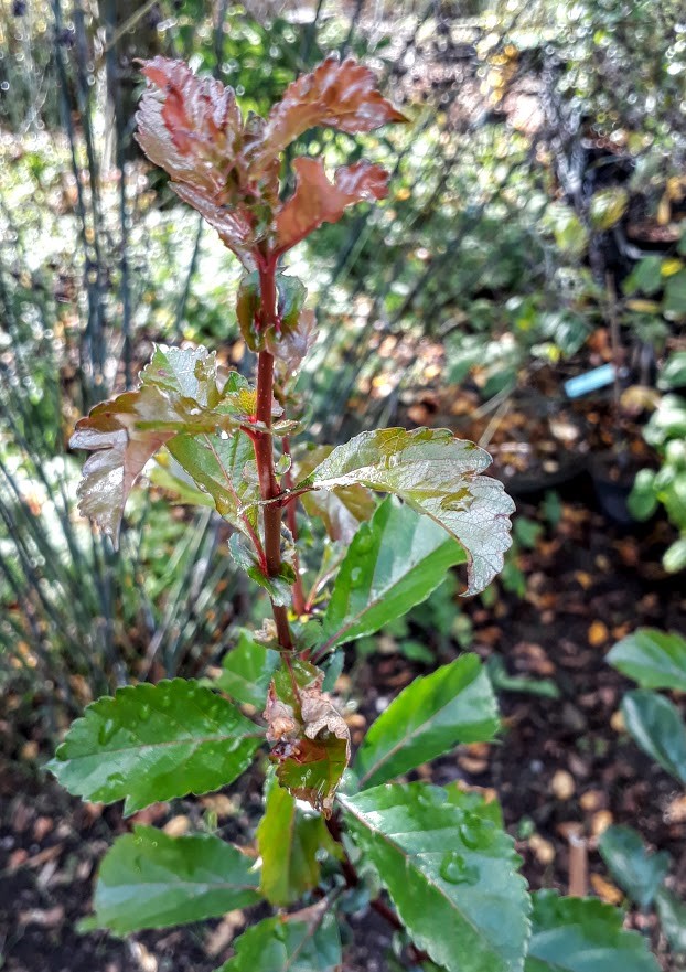 crataegus-aestivalis