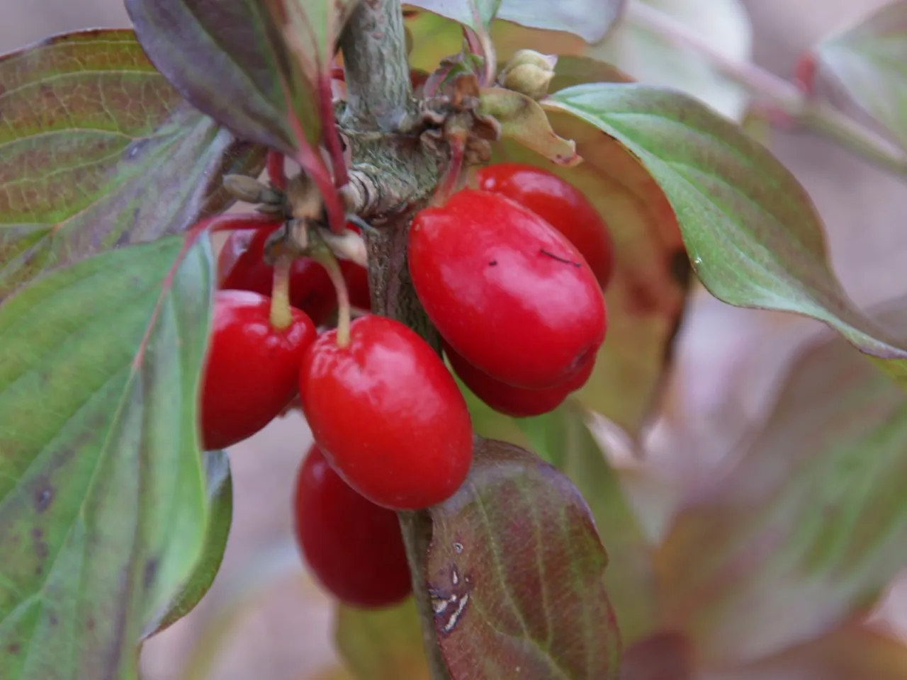 Cornus mas 'Red Star'