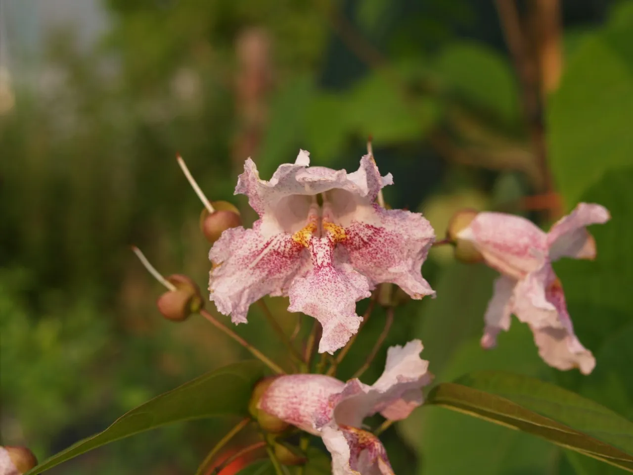 Catalpa fargesii duclouxi