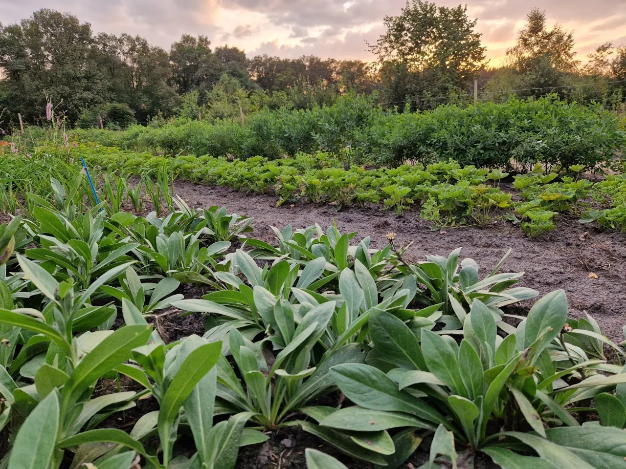 Feiten en fabels over planten kweken voor zand- en kleigrond.  