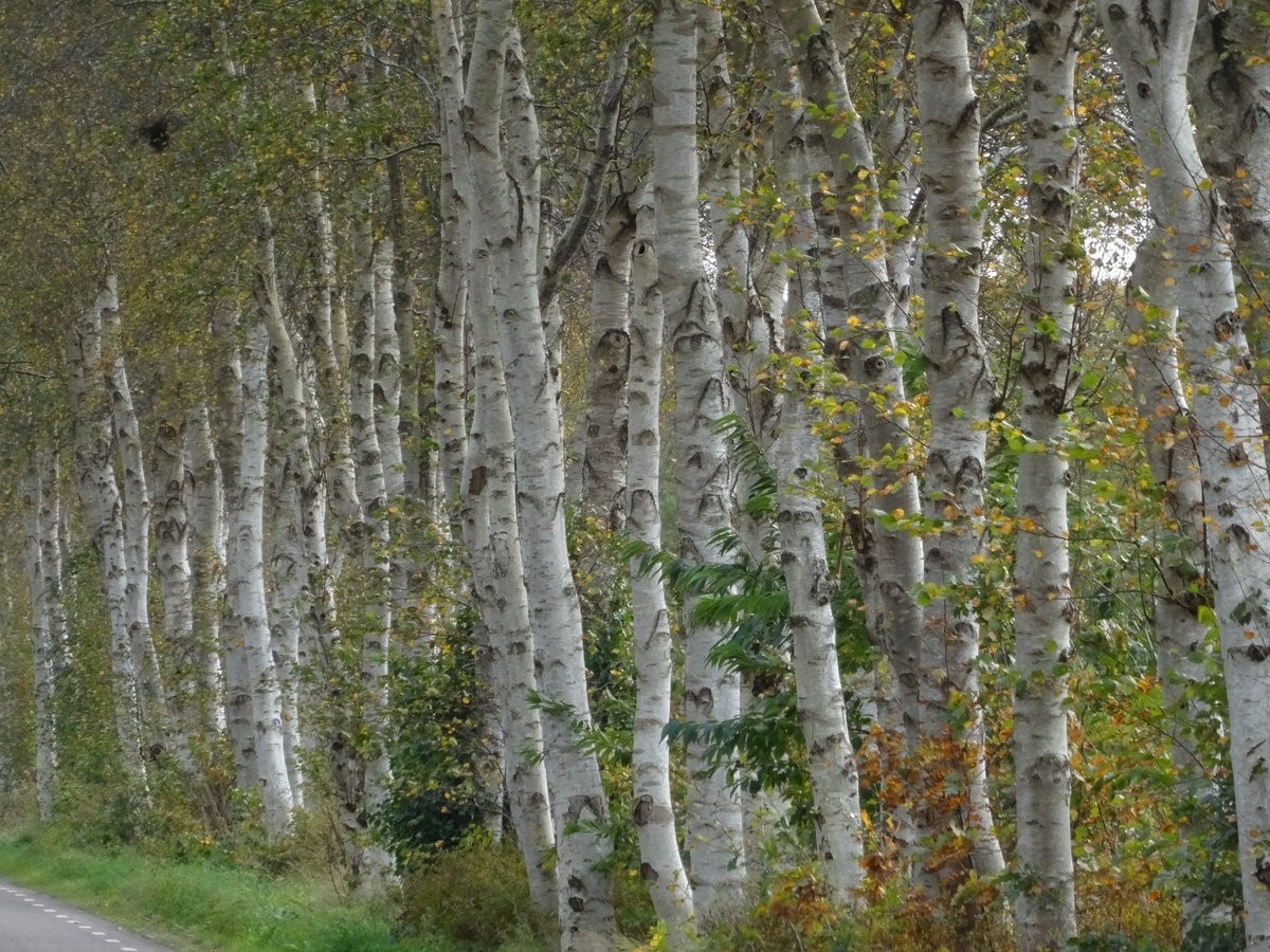 betula-pendula