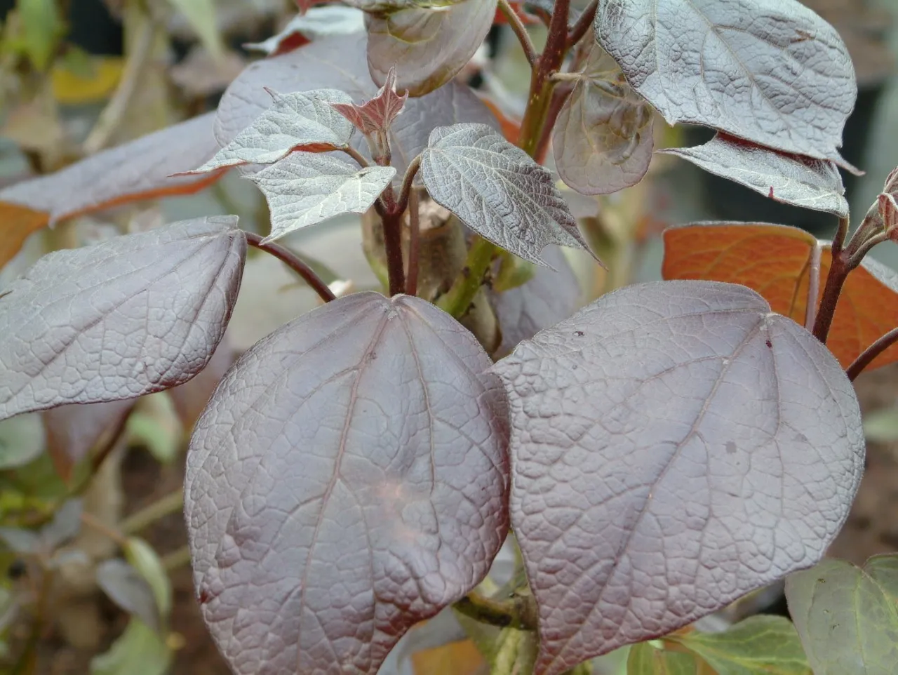 Catalpa erubescens 'Purpurea'