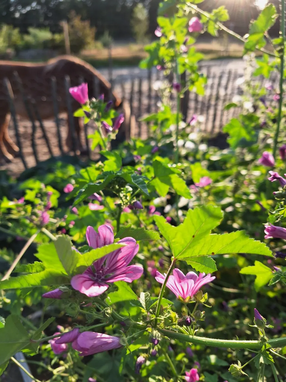 Themadag KRUIDEN Paard&Plant