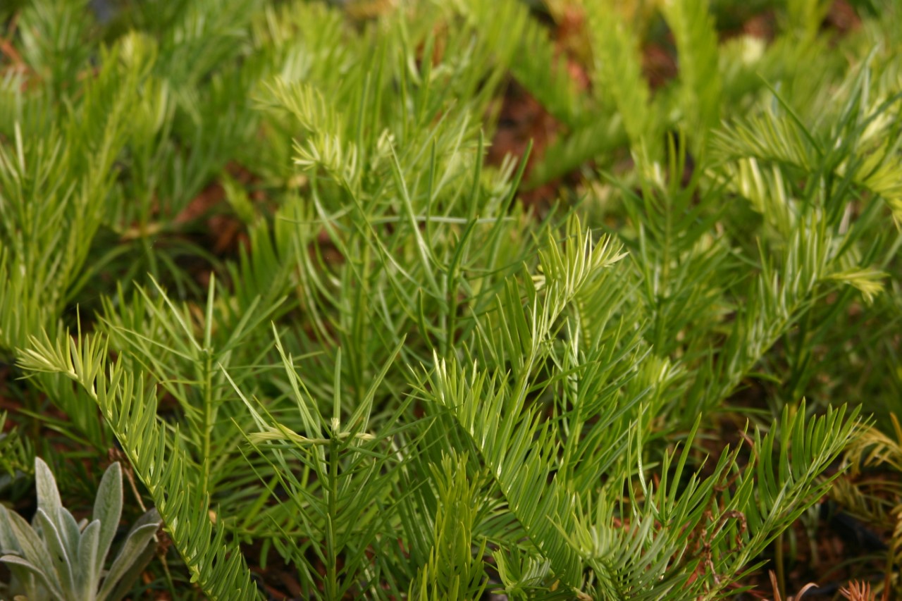 cephalotaxus-fortunei