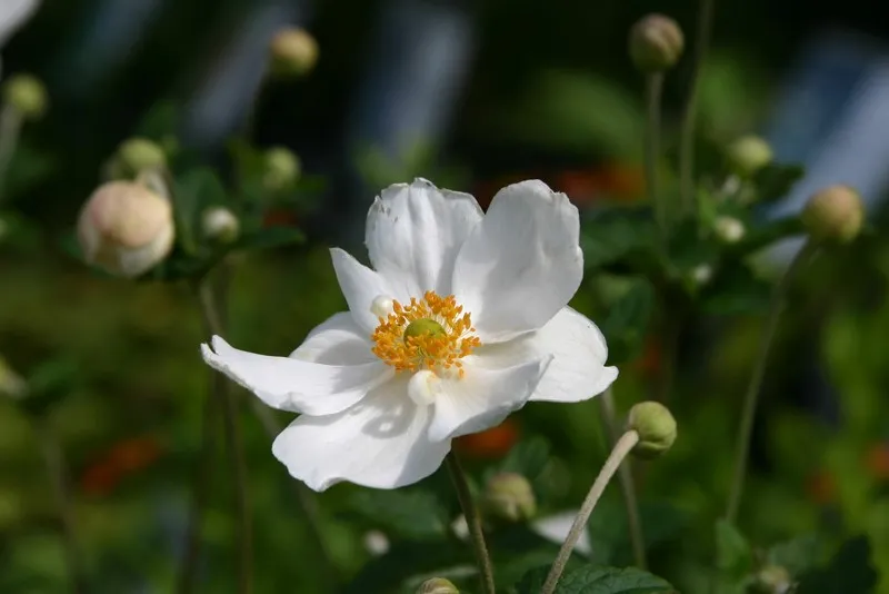 Anemone hybrida 'Coupe d'Argent'