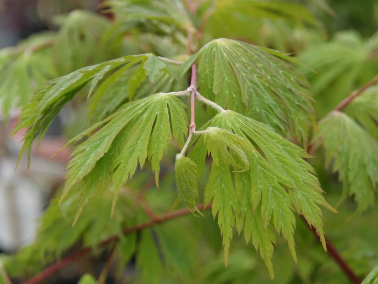 Acer japonicum 'Aconitifolium'