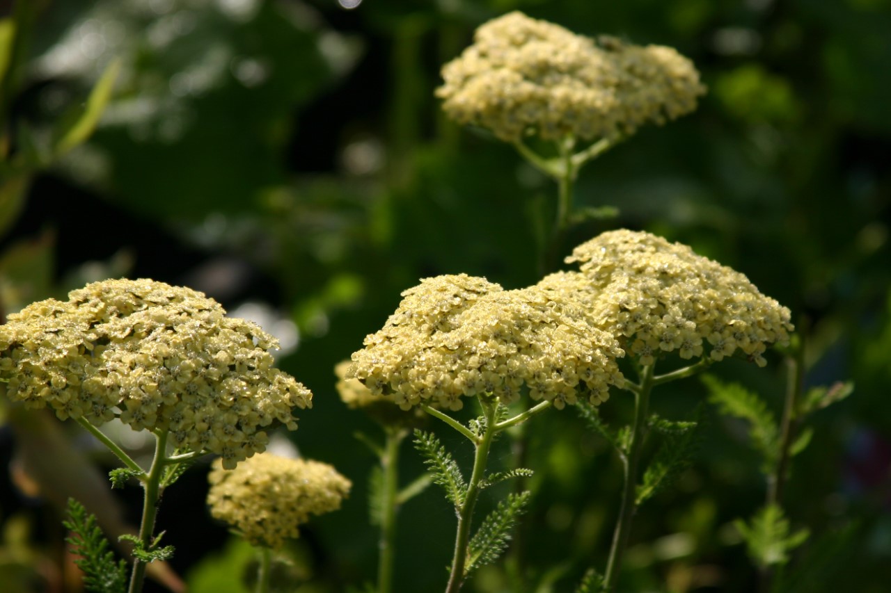 achillea-credo