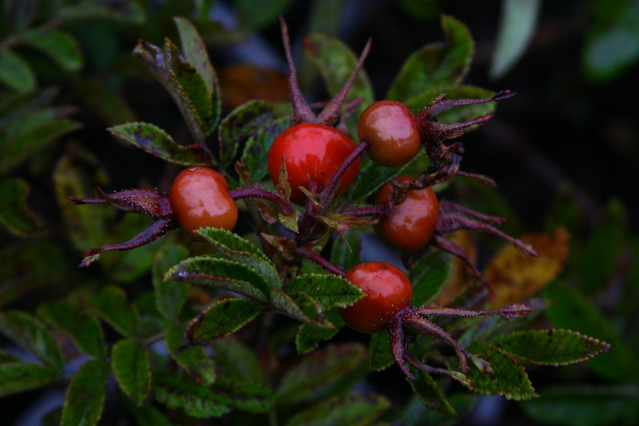 rosa-strandparel