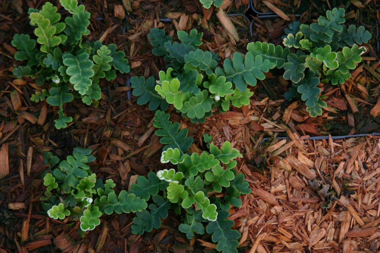 asplenium-ceterach