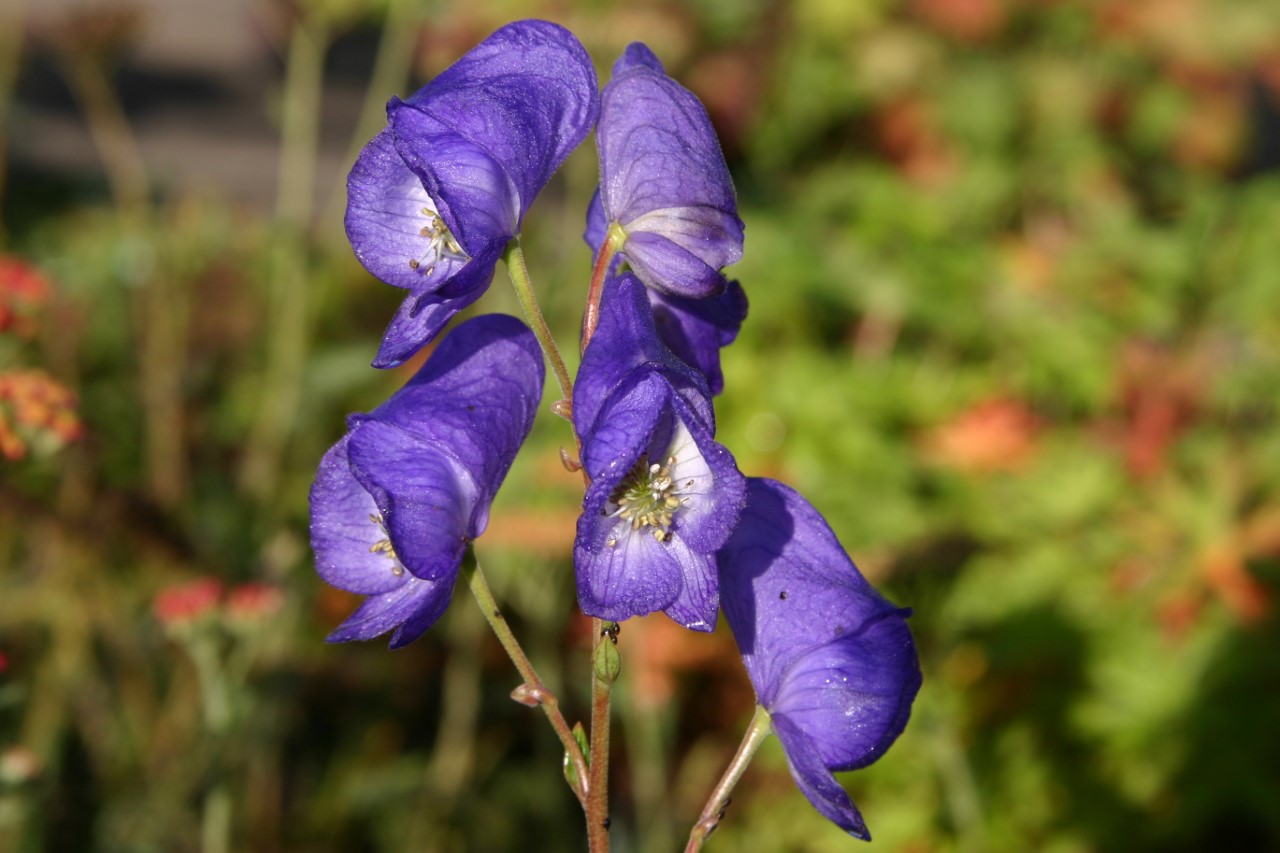 aconitum-carmichaelii-arendsii