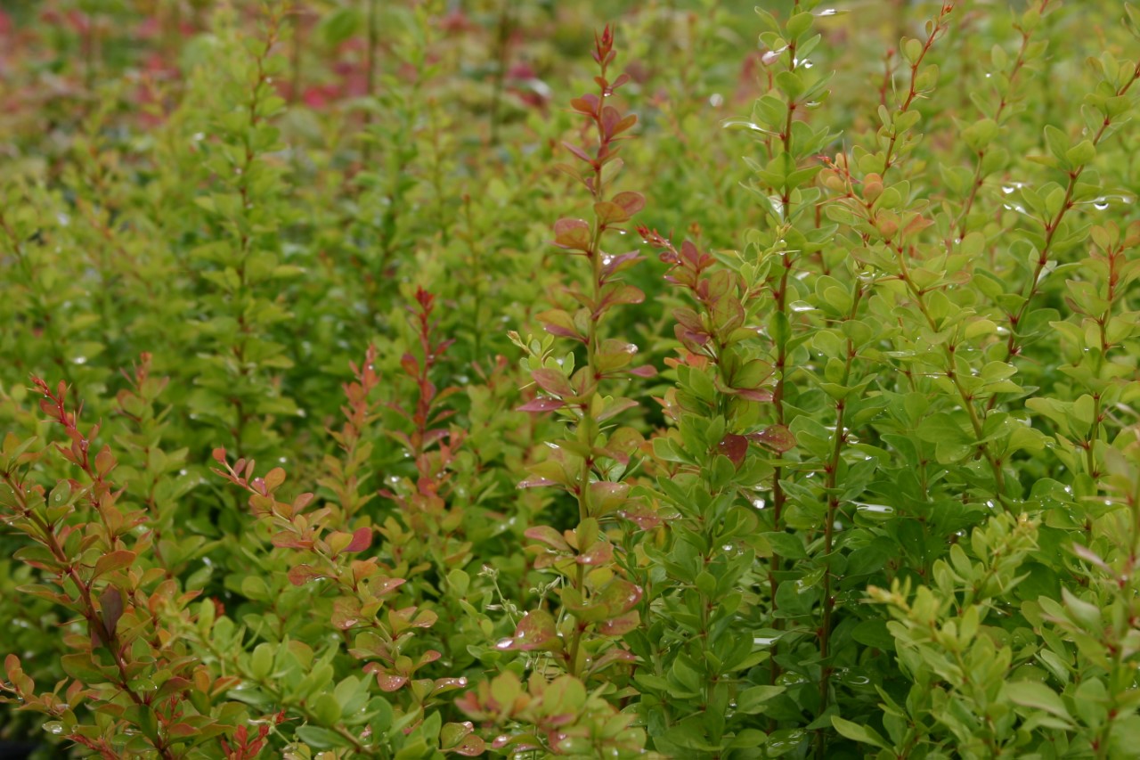 berberis-thunbergii