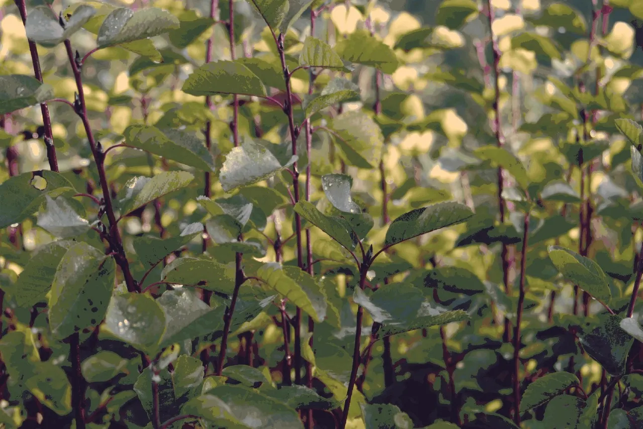 Amelanchier alnifolia 'Mandam'