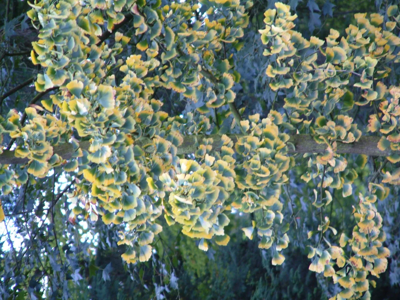 Ginkgo biloba