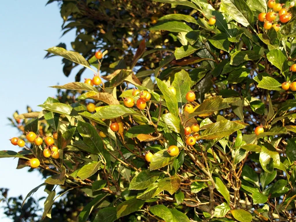 Crataegus lavalleei 'Aurora'