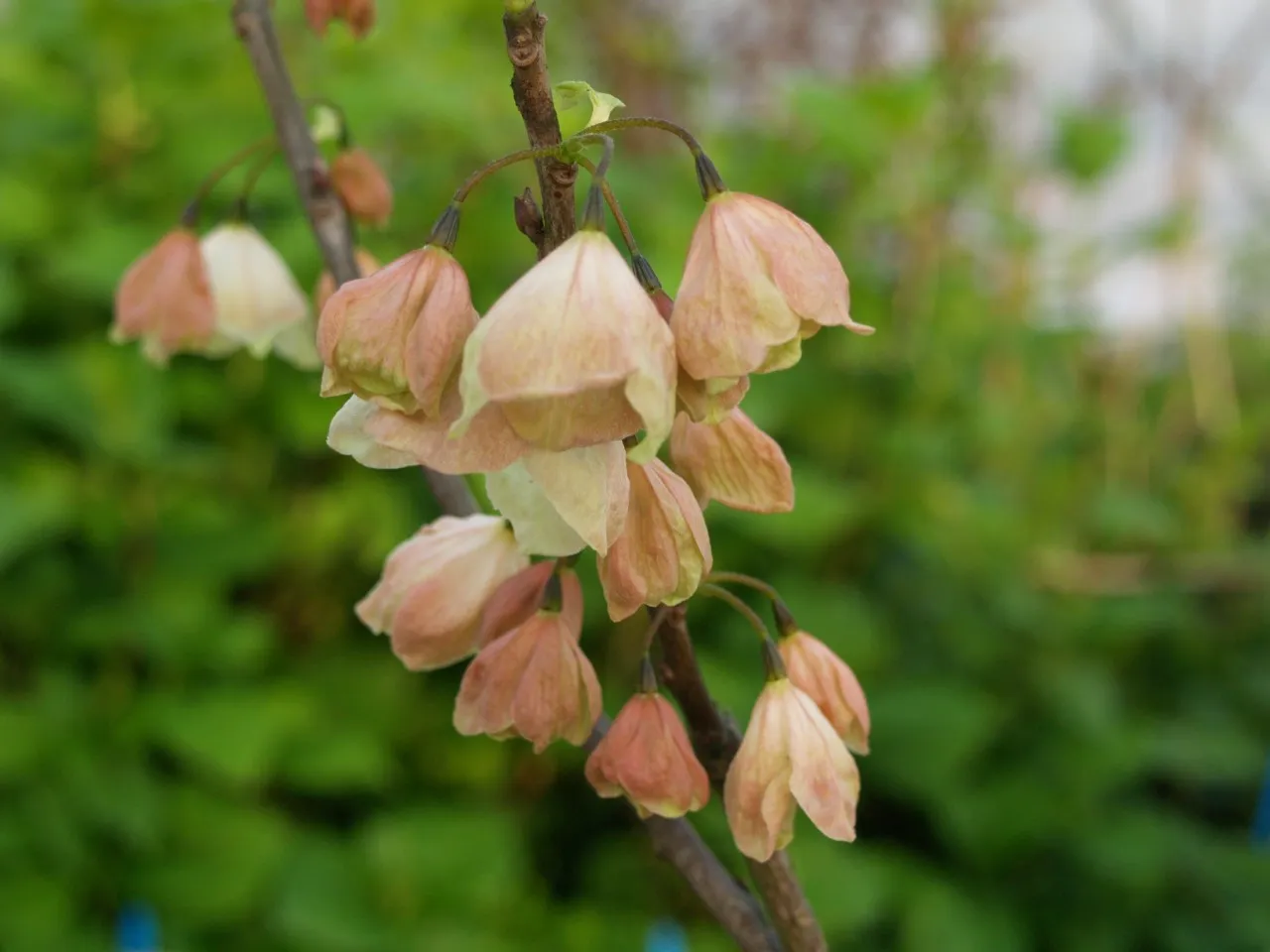 Halesia monticola vestita : C2 : 40-60