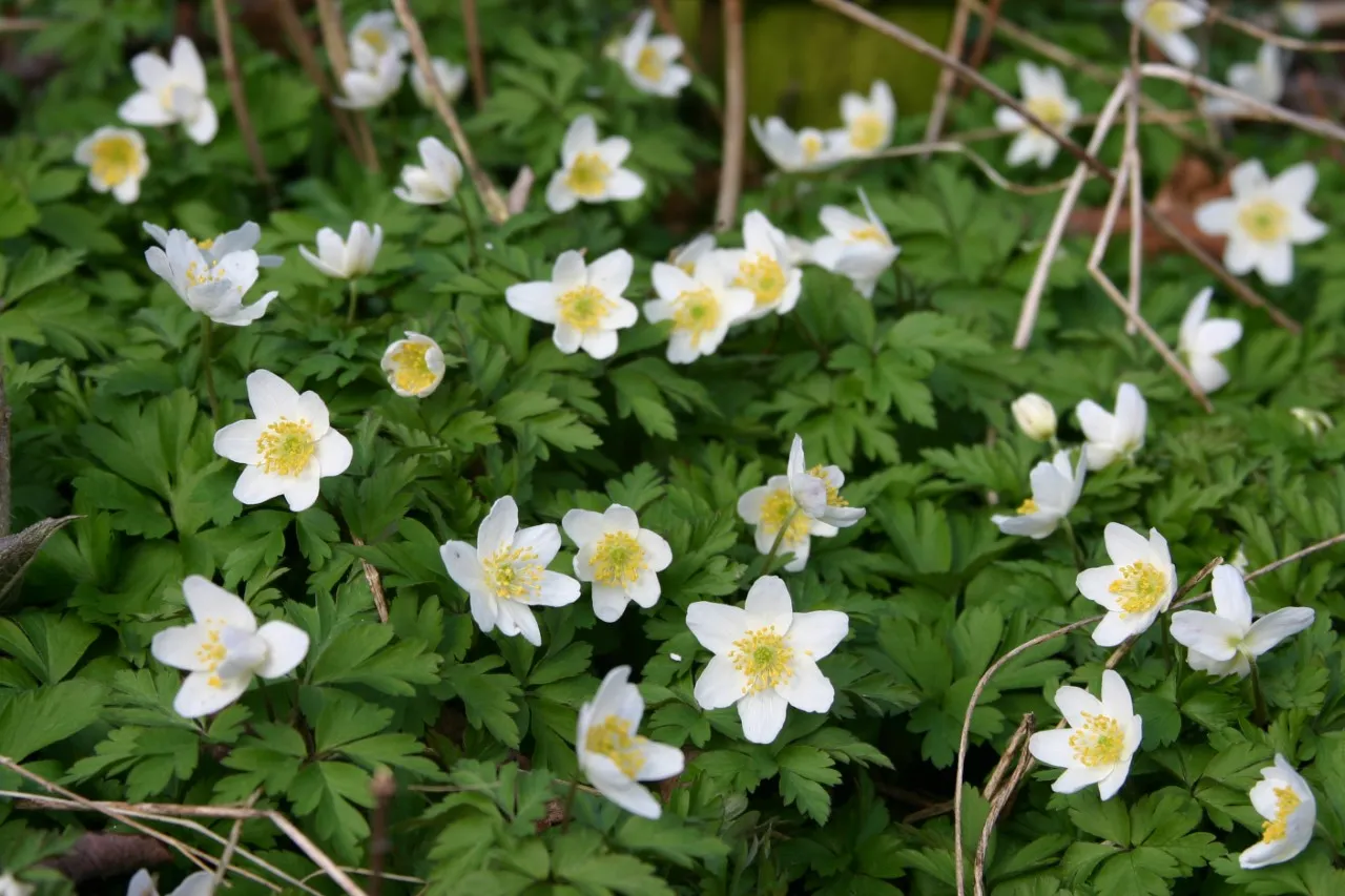 Anemone nemorosa