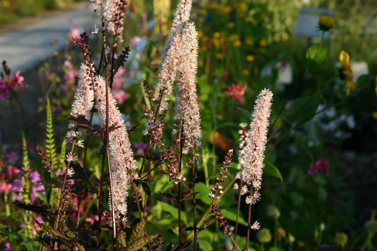 Actaea simplex 'Brunette'