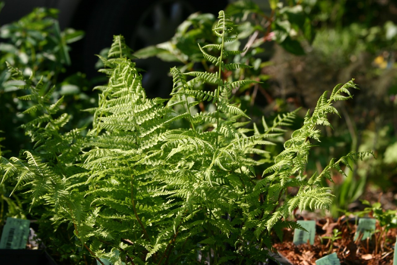 athyrium-filix-femina-lady-in-red