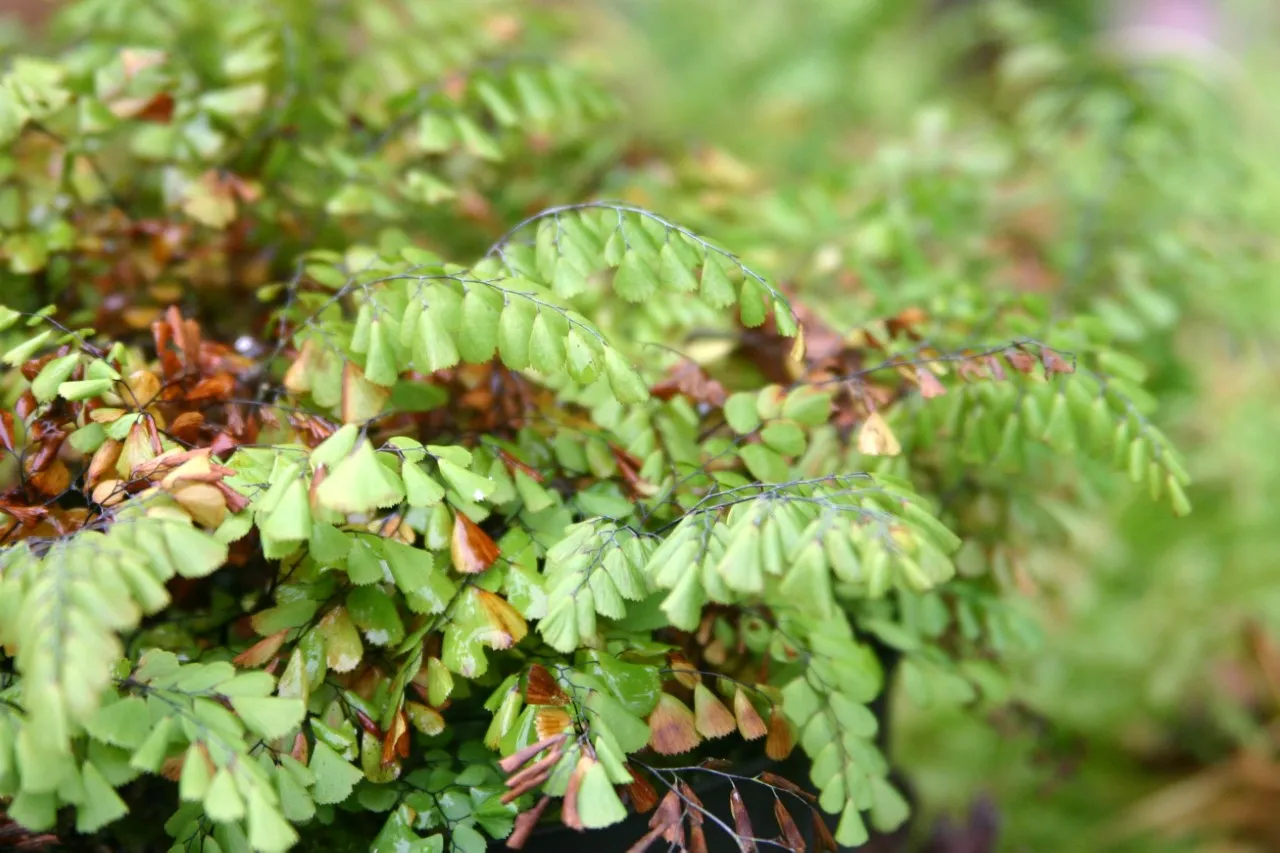 Adiantum venustum 'Tum Tum'