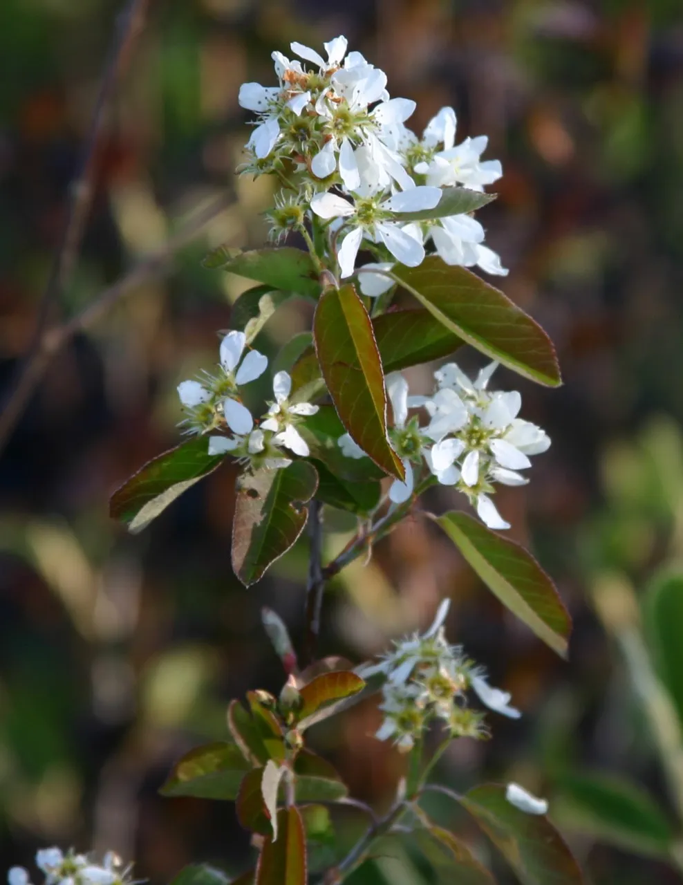 Amelanchier 'Prince William'