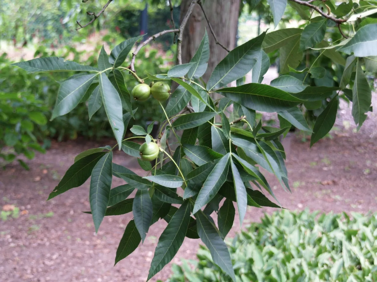 Carya ovata