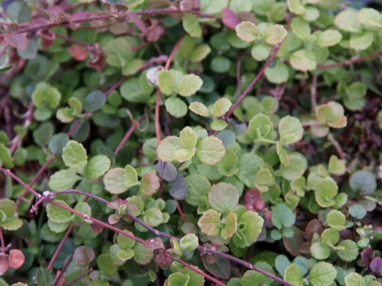 Linnaea borealis