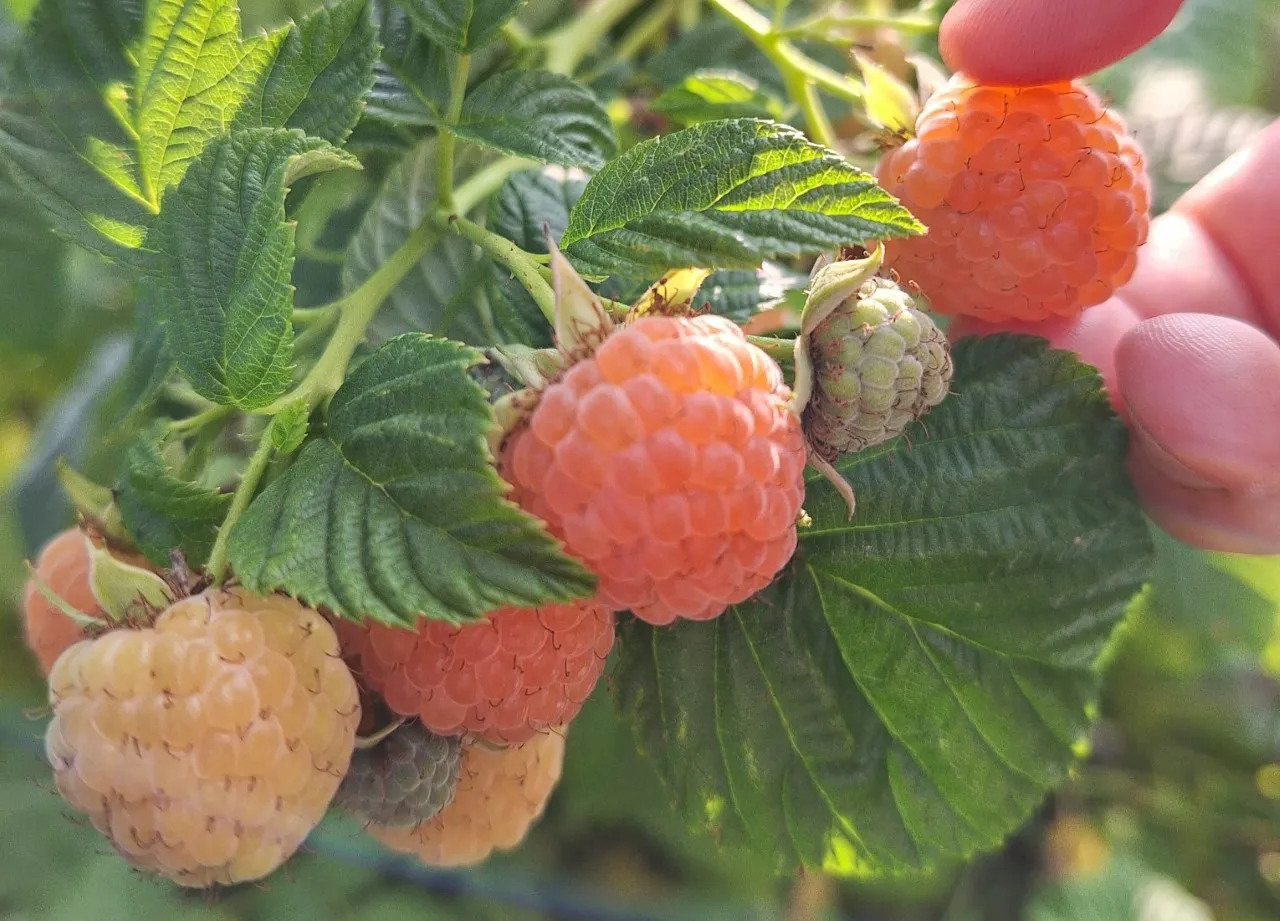 Eetbare planten