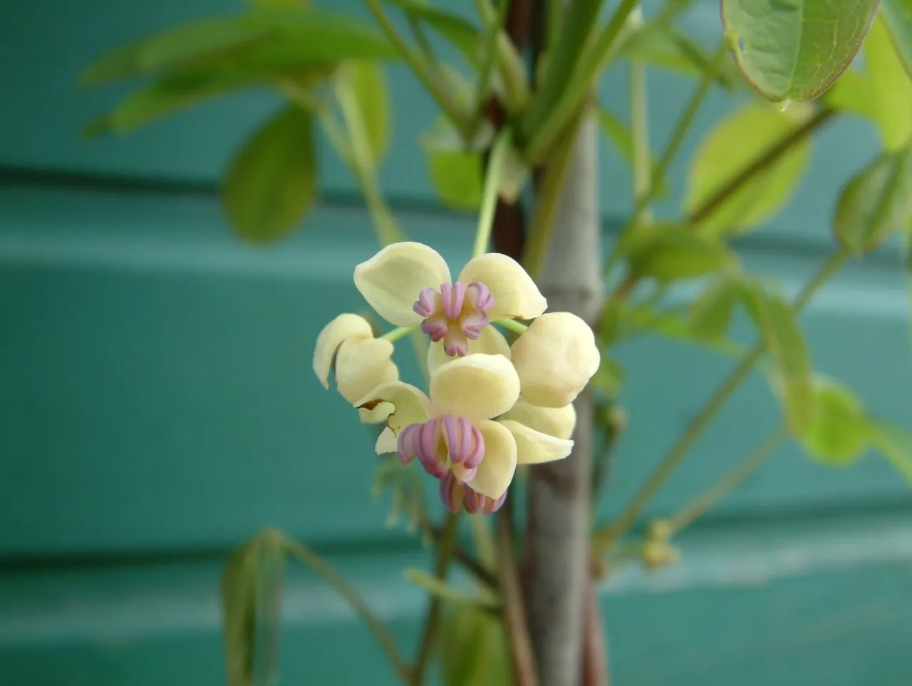 Akebia quinata 'Alba'