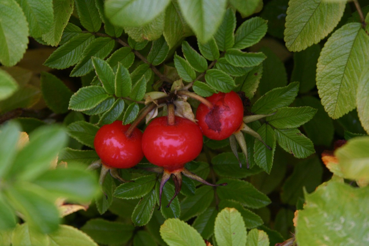 Rosa rugosa 'Rubra'