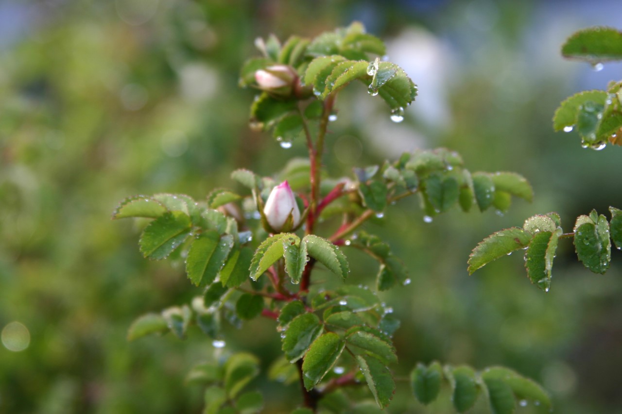 rosa-pimpinellifolia