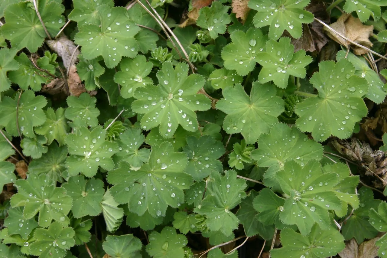 Alchemilla mollis 'Auslese'