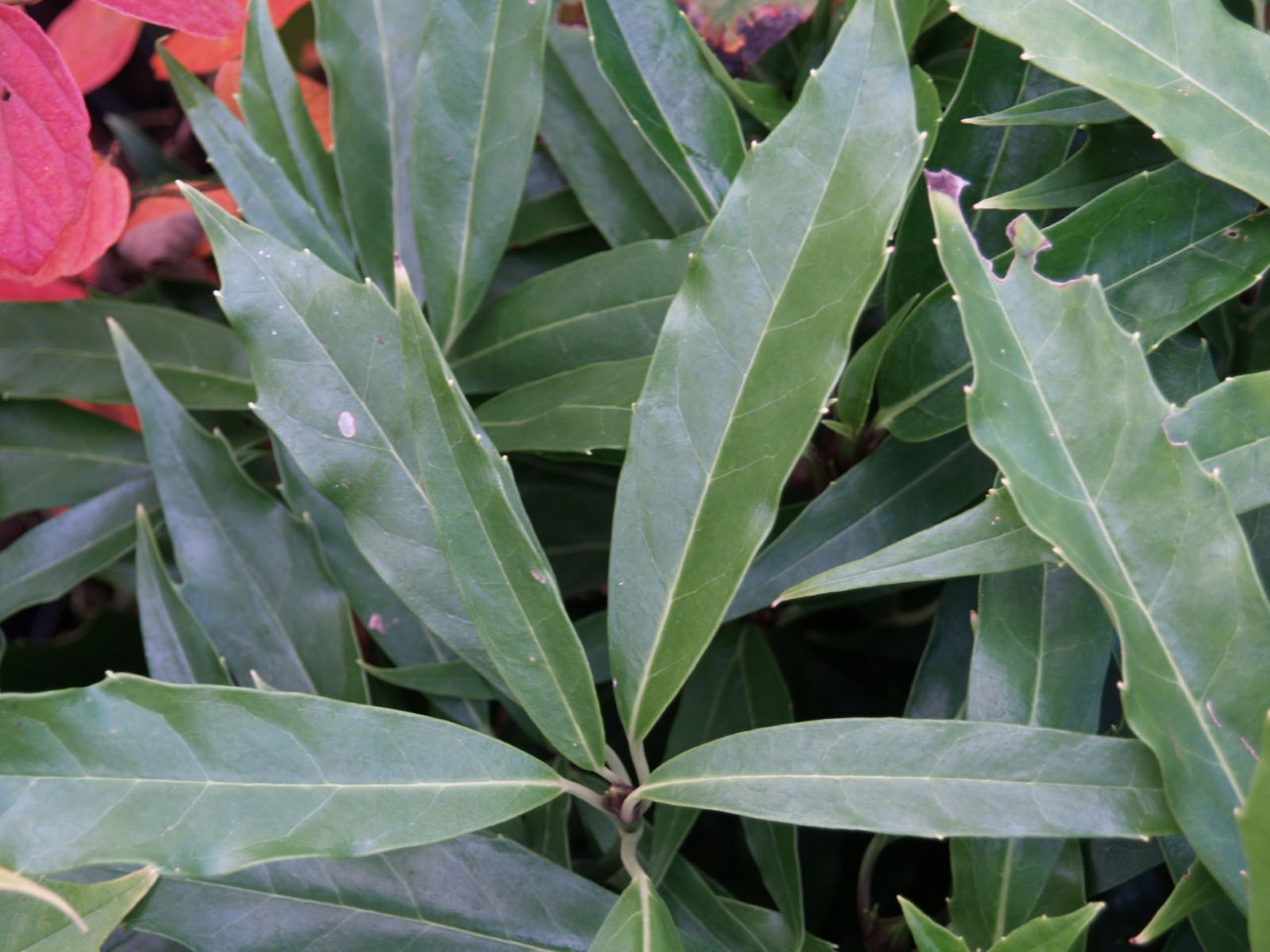 aucuba-japonica-longifolia