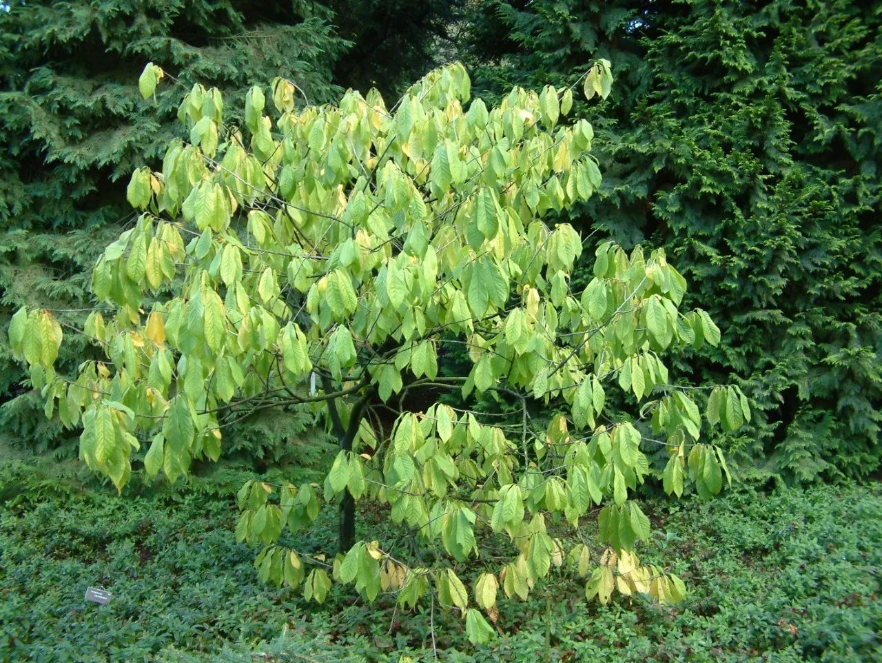 Asimina triloba