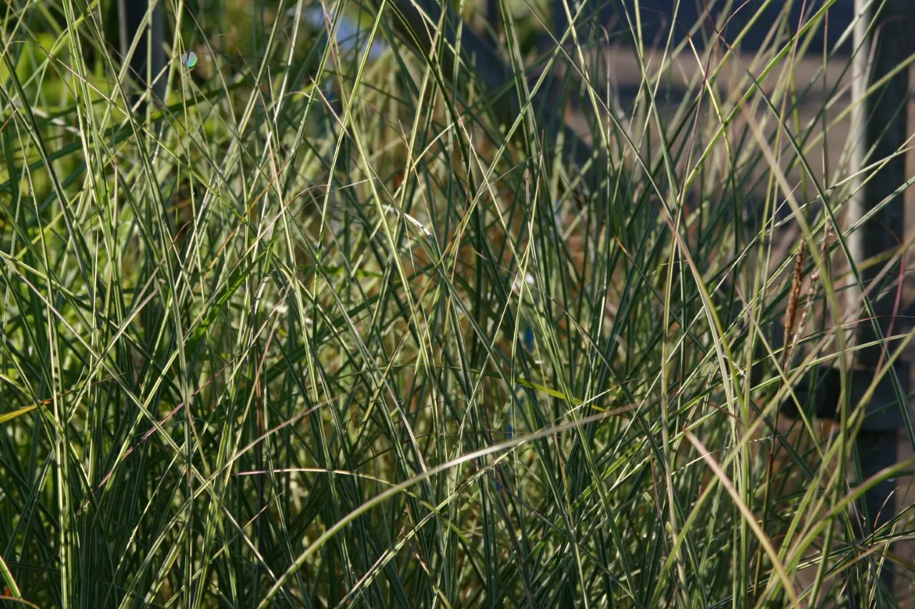 Miscanthus sinensis 'Morning Light'