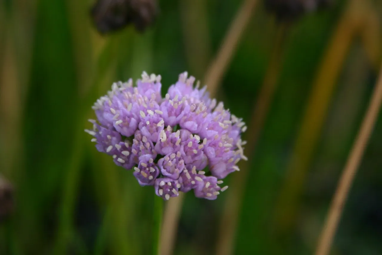 Allium 'Sugar Melt'