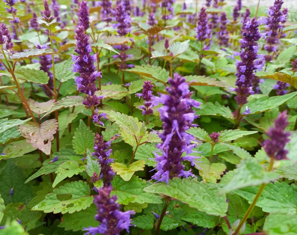 Agastache rugosa 'Korean Zest'