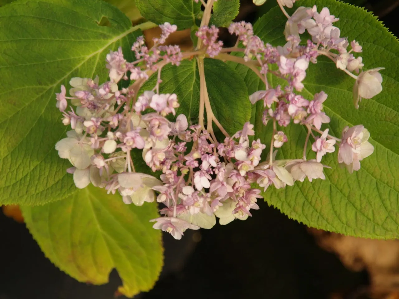 Hydrangea involucrata 'Tokado Yama' : C2 : 30-40