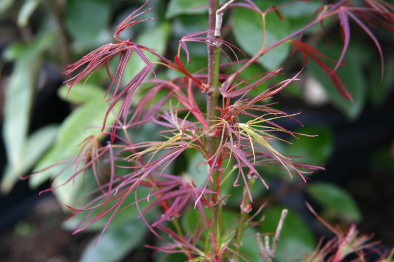 acer-palmatum-red-pygmy