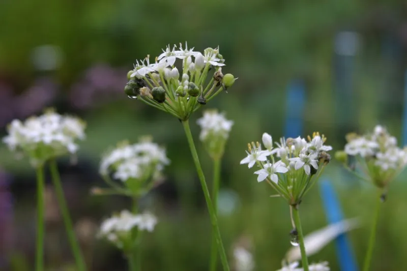 Allium tuberosum