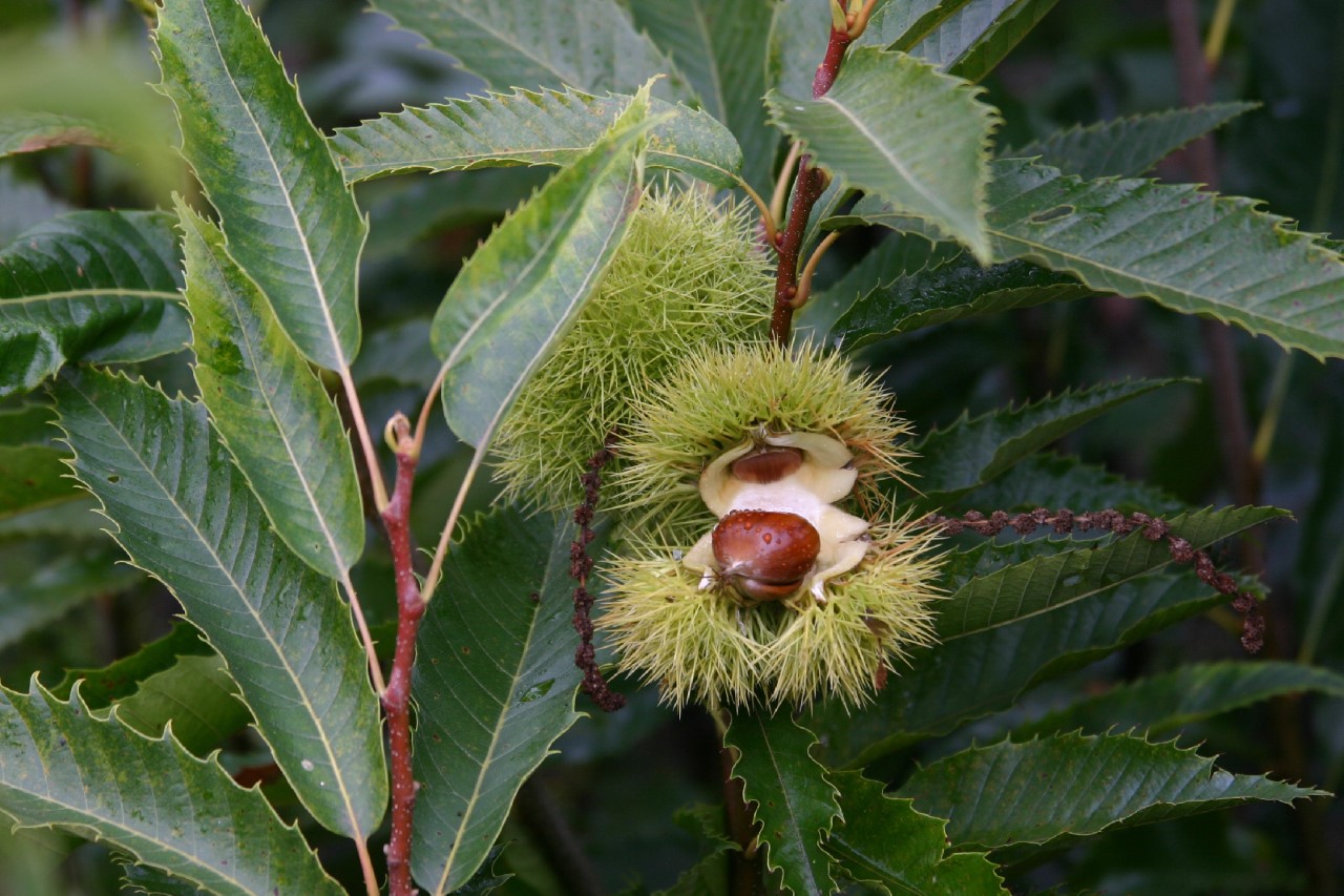 castanea-sativa-marron-de-lyon