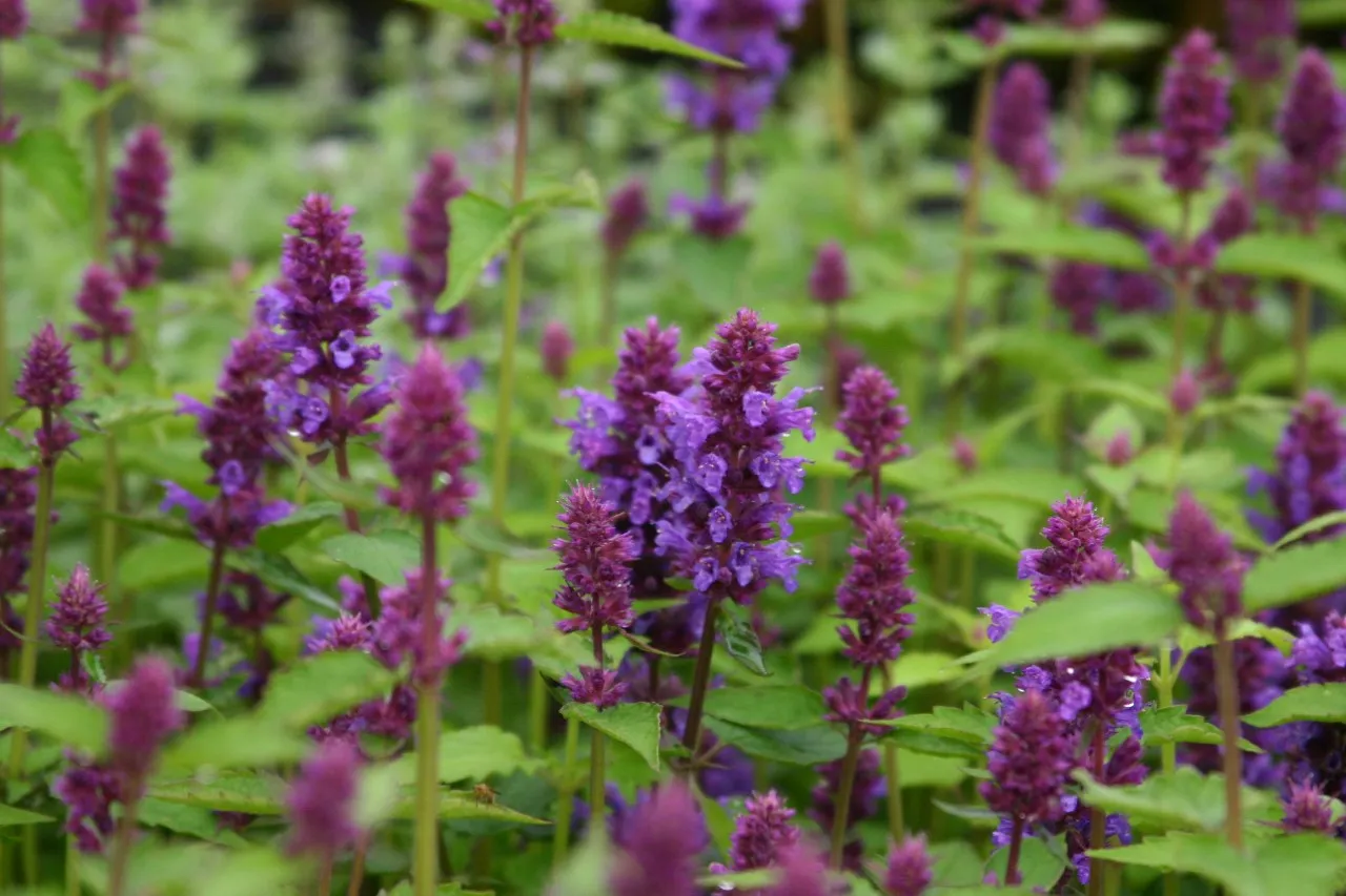 Agastache 'Blue Boa'