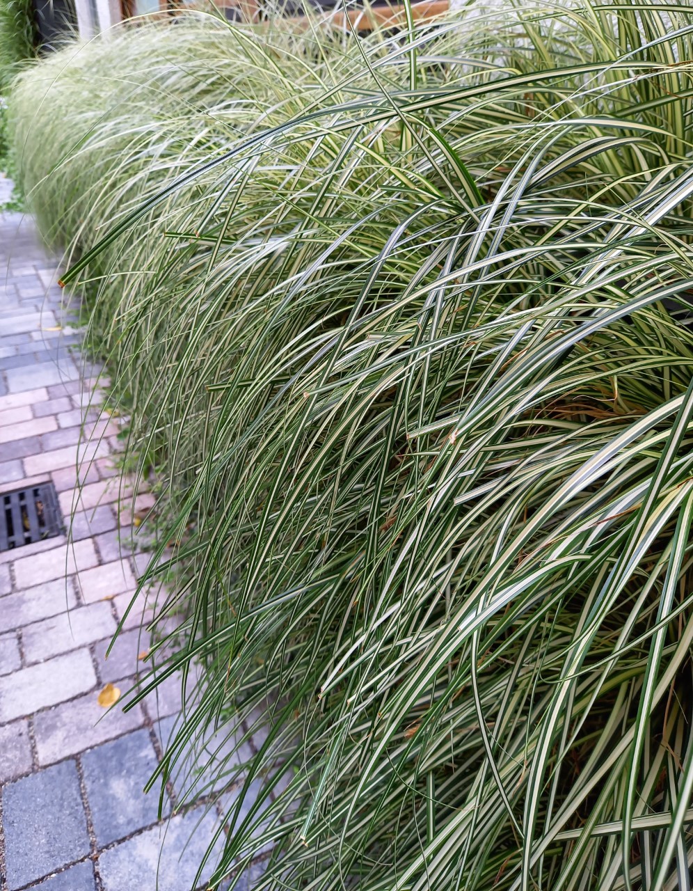 carex-oshimensis-evergold