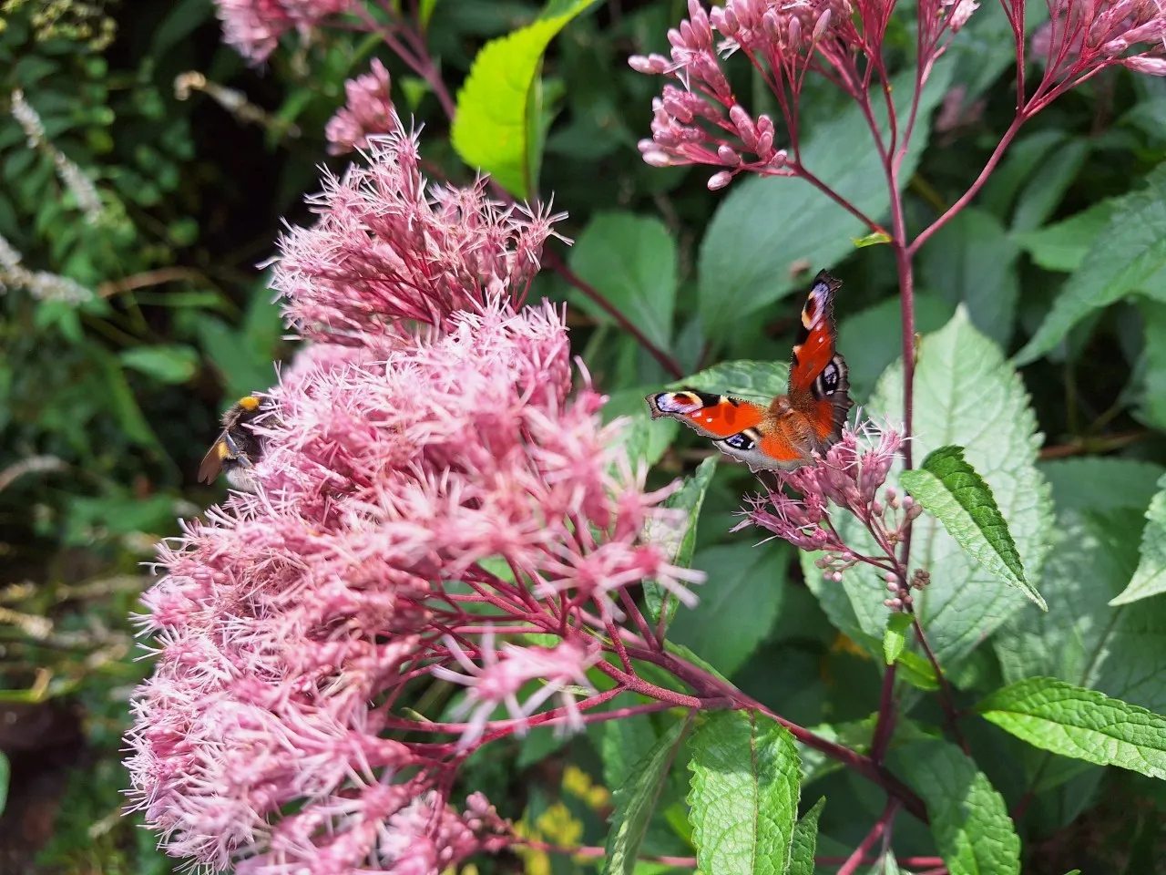 Planten voor bijen en vlinders