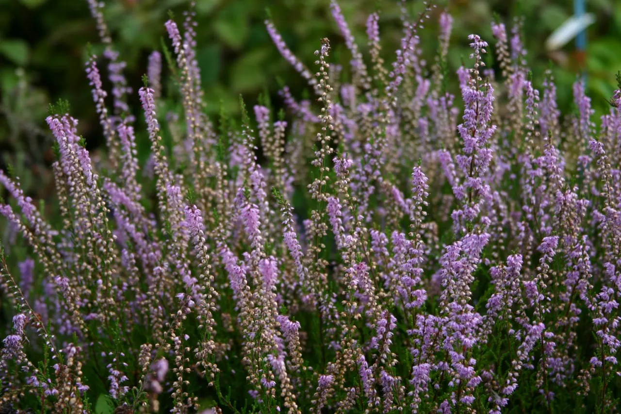 Calluna vulgaris