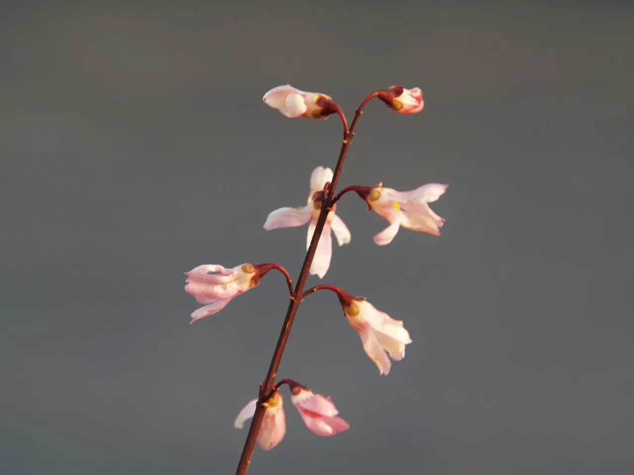 Abeliophyllum distichum